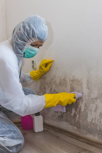 Best Mold Prevention Services  in Ann Arbor, MI