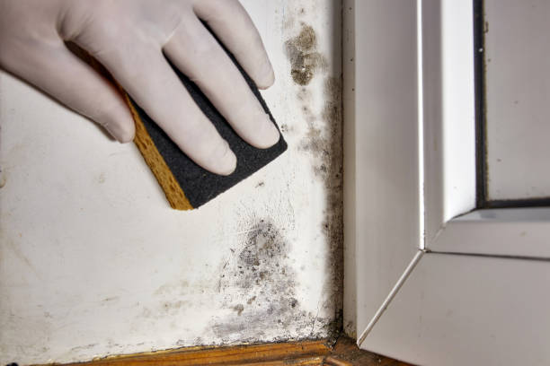 Mold Documentation for Insurance Claims in Ann Arbor, MI